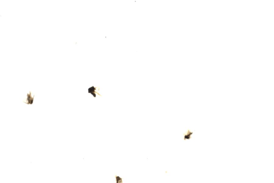 Image 105